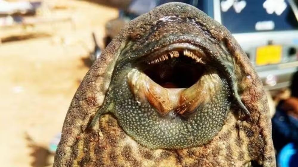 Dangerous Amazon Catfish Found in Pakistan Rivers and Lakes
